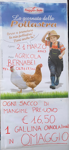 Bernabei di Nanna Massimo - Thumbnail