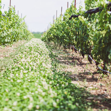 Trail Estate Winery by null