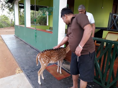 Photos of Yala National Park Safari Jeep Tours Sri Lanka
