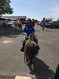 Photo n°23 de L'écurie des p'tits bouts à Denney (Centre équestre)