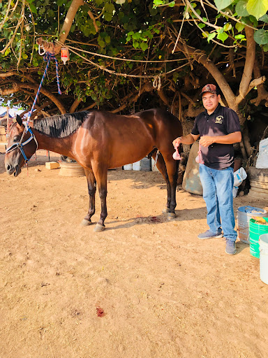 SERVICIOS MEDICOS VETERINARIOS ESPECIALIZADOS EN CABALLOS