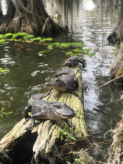 Louisiana Swamp Tours