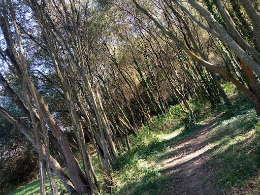 La dehesa del Pas - Thumbnail