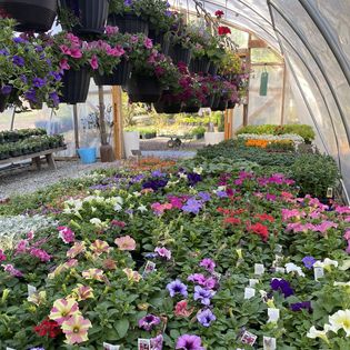 Stonewall Garden Center - Thumbnail