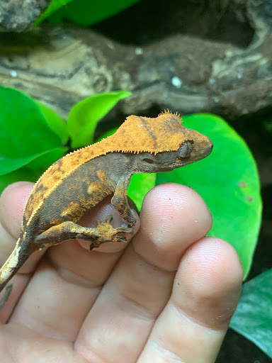 Cascade critters - Thumbnail