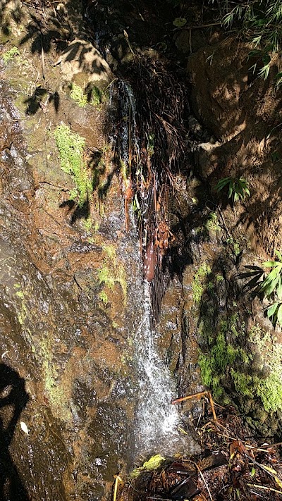 Photos of Pura Vida Gardens And Waterfall