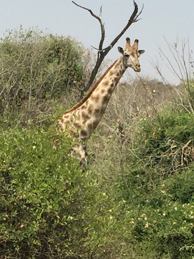 Photos of Chobe Elephant Camp
