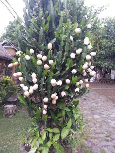 Photos of Guida Bali Fai Date