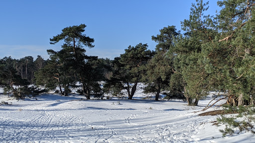 Bornia - Visual