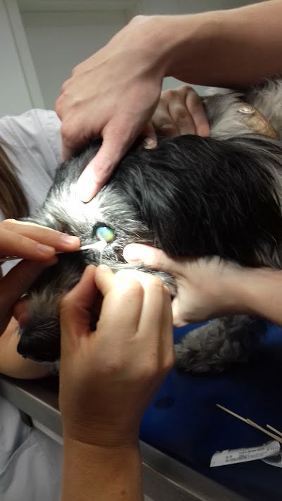 veterinary-care