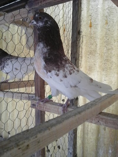 Photos of Kangan Park