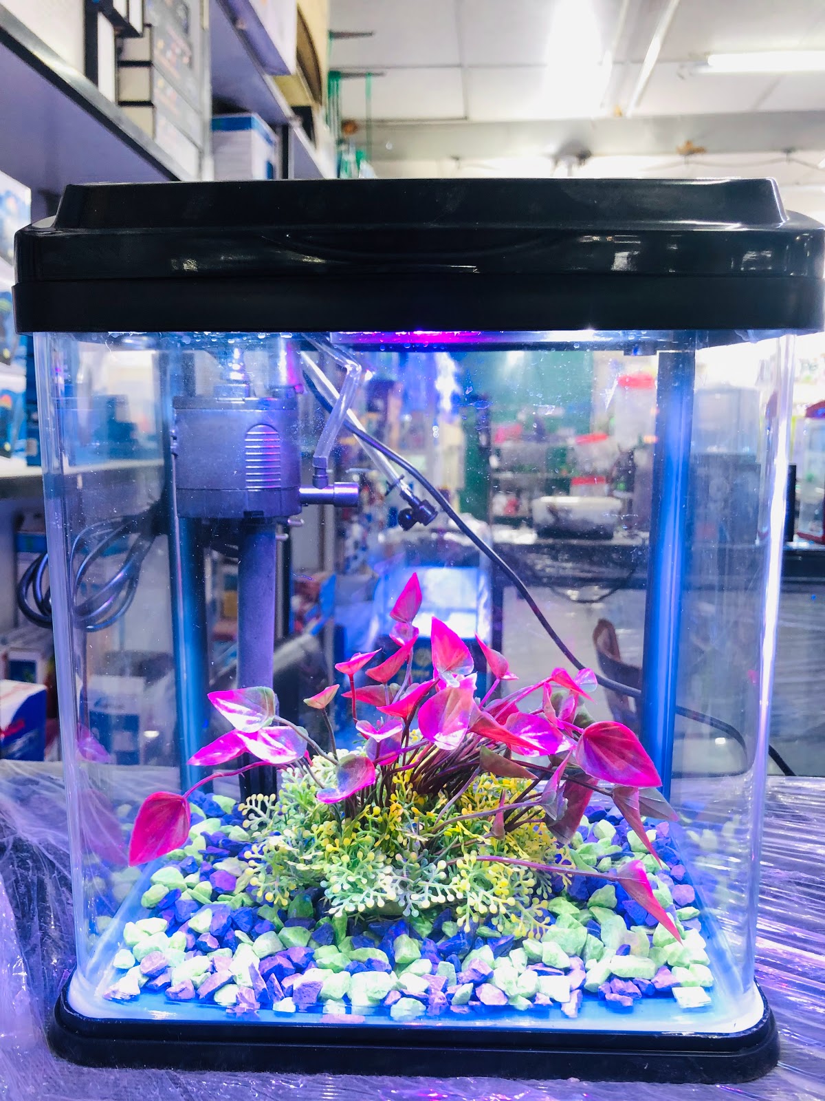 Shyma ornamental fishes & birds - صورة 2