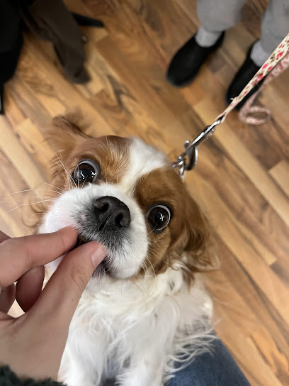 Top Dogs Pet Boutique