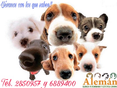 Clínica Veterinaria y Estética Canina Alemán