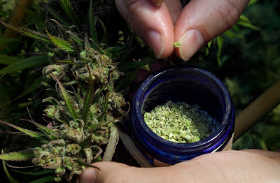 Photo of Forward Cannabis