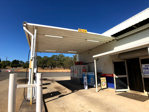 Gull Gingin - Thumbnail