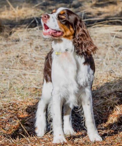 Bark and Bath - Visual