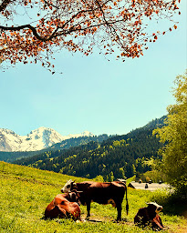 Photo n°26 de Le Rookie Mountain Snack-Bar à Le Grand-Bornand (Bar)