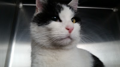 Photos of Hermitage Veterinary Clinic