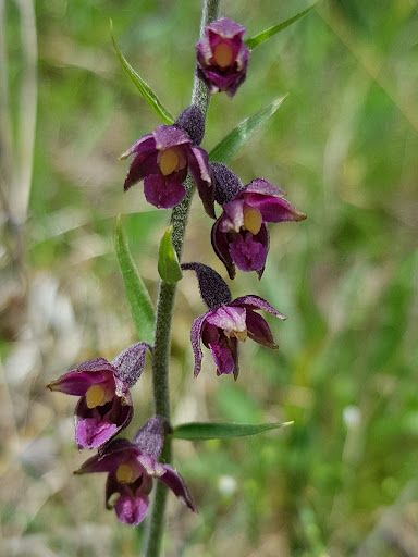 Orchideen Steinbruch - Visual