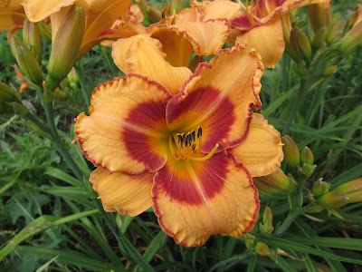 New Every Morning Daylily Gardens