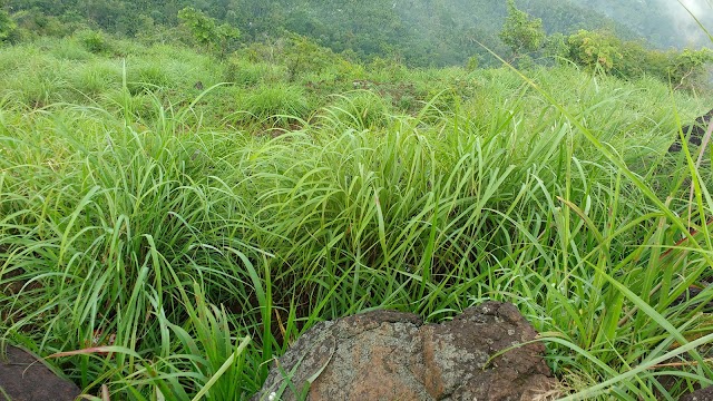 Kurumbalakotta Kurishu Mala