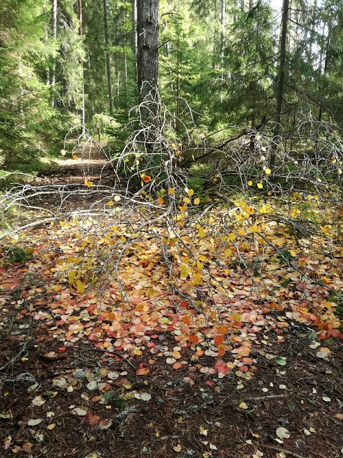 Kiidjärve kuklasterada