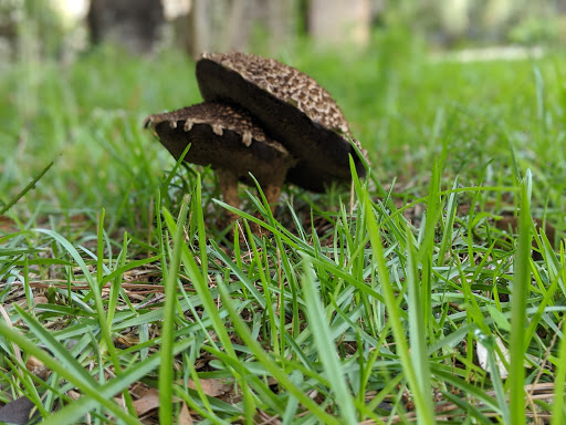 Pine Knoll Association Inc - Thumbnail