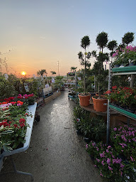 Photo n°6 de MR JARDINAGE AMBLAINVILLE à Amblainville (Jardinerie)