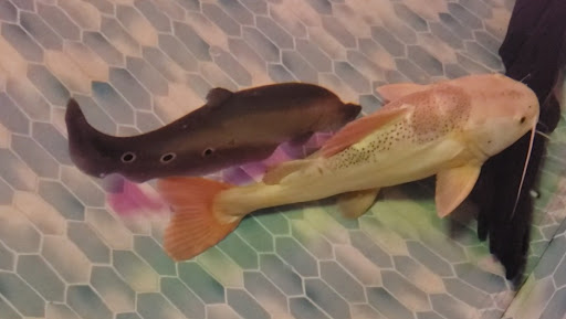 K.A.T's Fish Rescue / Sylvester Ga