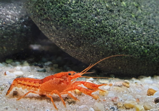 Aquarium Dietzenbach GmbH - Thumbnail