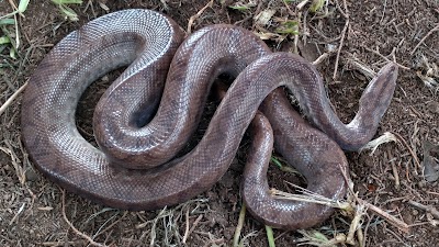 Photos of Exotic Antigua RESCUE CENTER