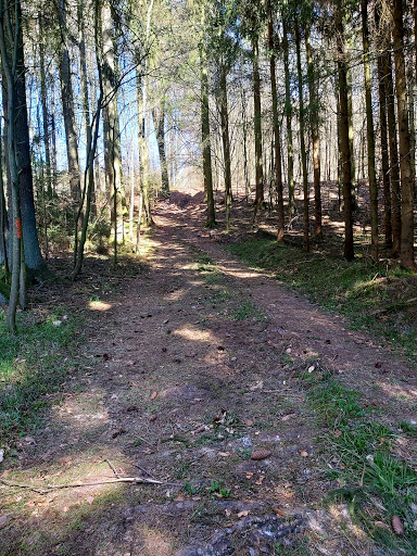 Stammham Wald - Visual