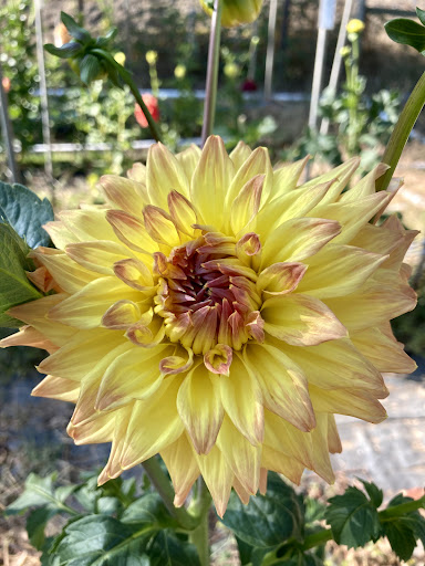 Clack's Dahlia Patch - Visual
