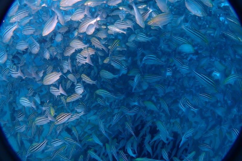 アトリエラウト