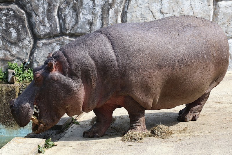 東武動物公園 カバ 埼玉県宮代町東粂原 動物園 動物園 グルコミ