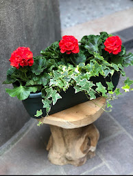 Photo n°54 de Demoiselle GOL à Courbevoie (Service de plantes d'intérieur)