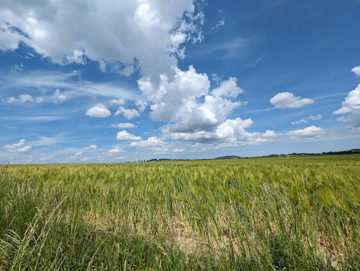Schülerbusch - Visual
