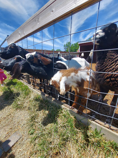 Lambs Farm - Visual