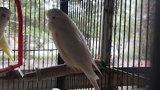 Pakistan Birds & Pets rawalpindi