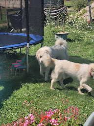 Photo n°12 de Elevage berger-australien, pension canine à Vaire (Éleveur)