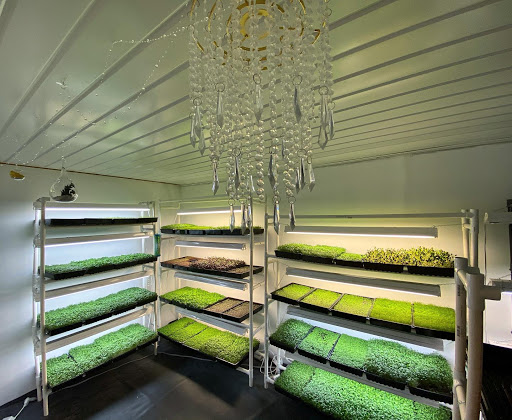 Fresh AF Farms Microgreens & Sweet AF Lollipops
