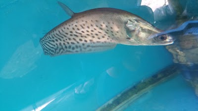 Photos of Unique aquarium