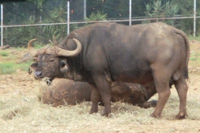 Photos of Kenya Wildlife Impala Park
