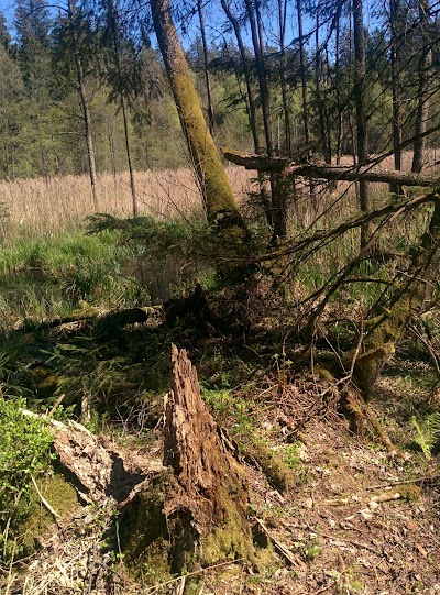 Photos of Strėva green trail