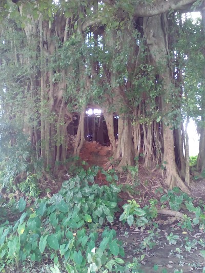 Photos of Banyan tree pair Mosque