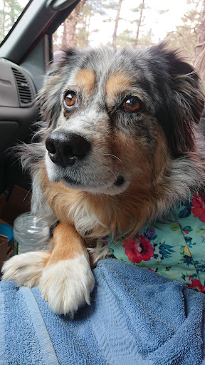 Nonnie's Pet Grooming - Thumbnail