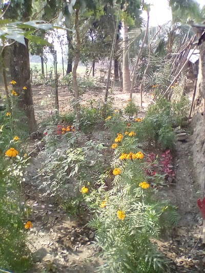 Photos of Friend's Garden