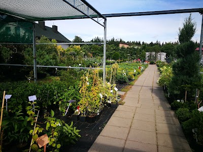 Photos of Zaliasis rojus
