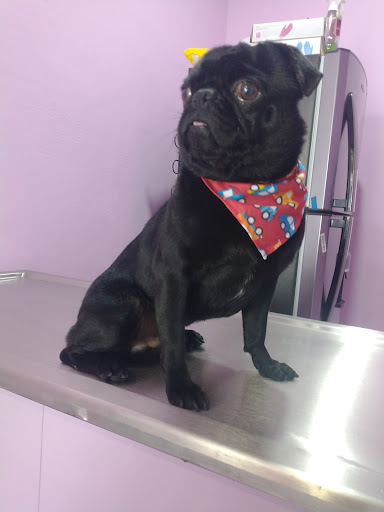 Clínica Veterinaria Cattus